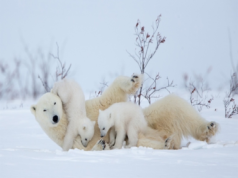 试管移植体温消退,贵阳试管记录查询